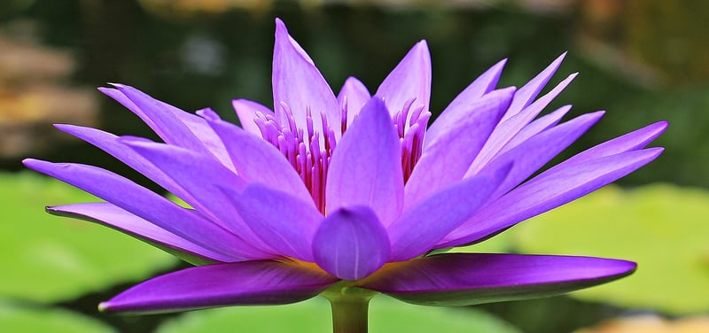 Aquatic Plant