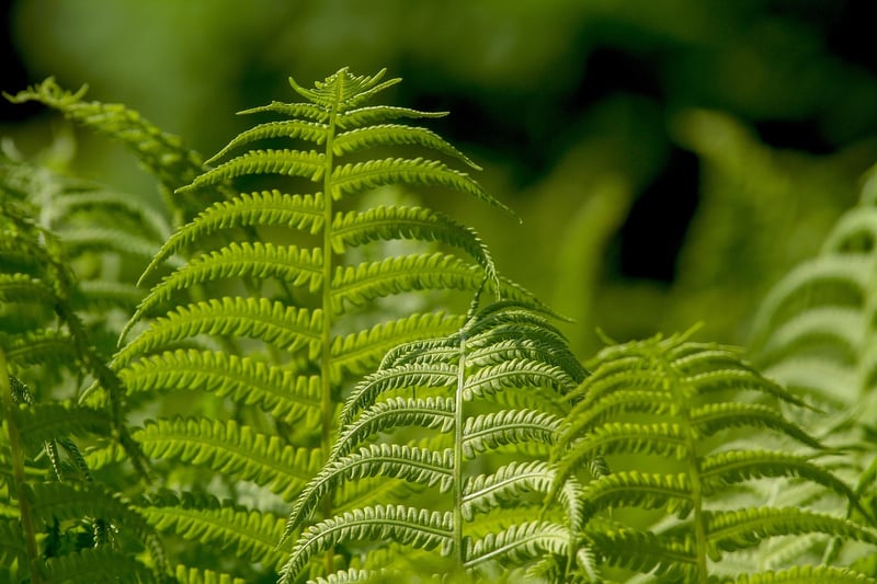 Hanging Plant Pockets