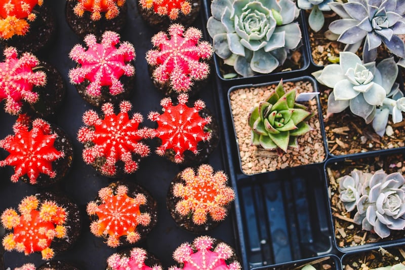 Vertical Succulent Frame
